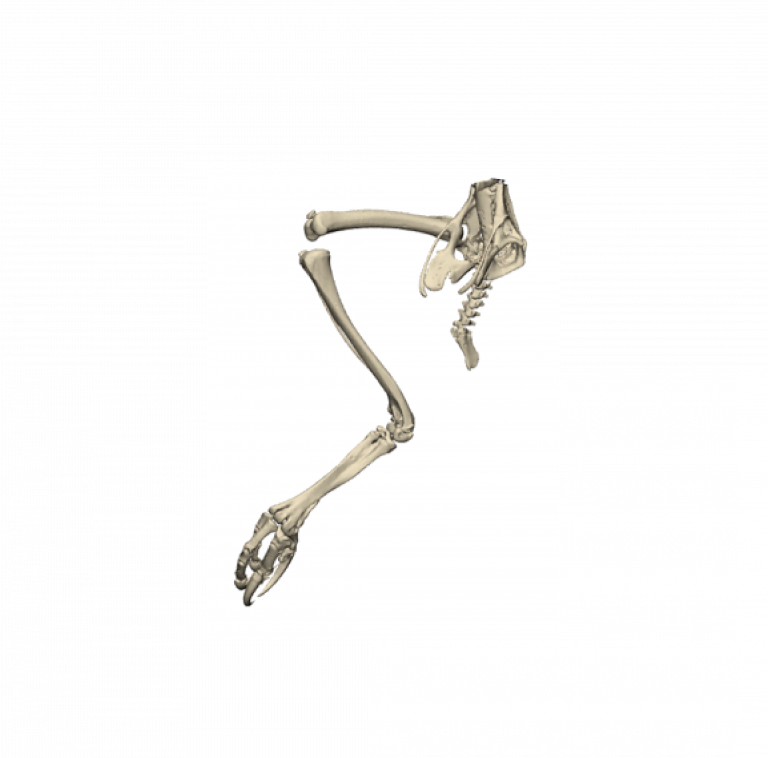 Tibial Deformity Golden Eagle